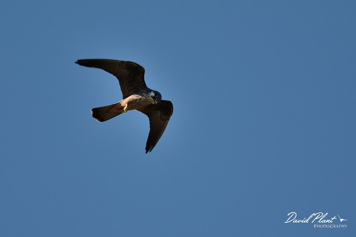 David Plant Photography - Wildlife Photography - Eleanora's falcon - B.jpg - Eleanora's falcon - Idi Oros mountains, Crete