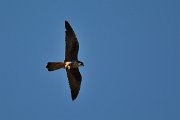 David Plant Photography - Wildlife Photography - Eleanora's falcon - C