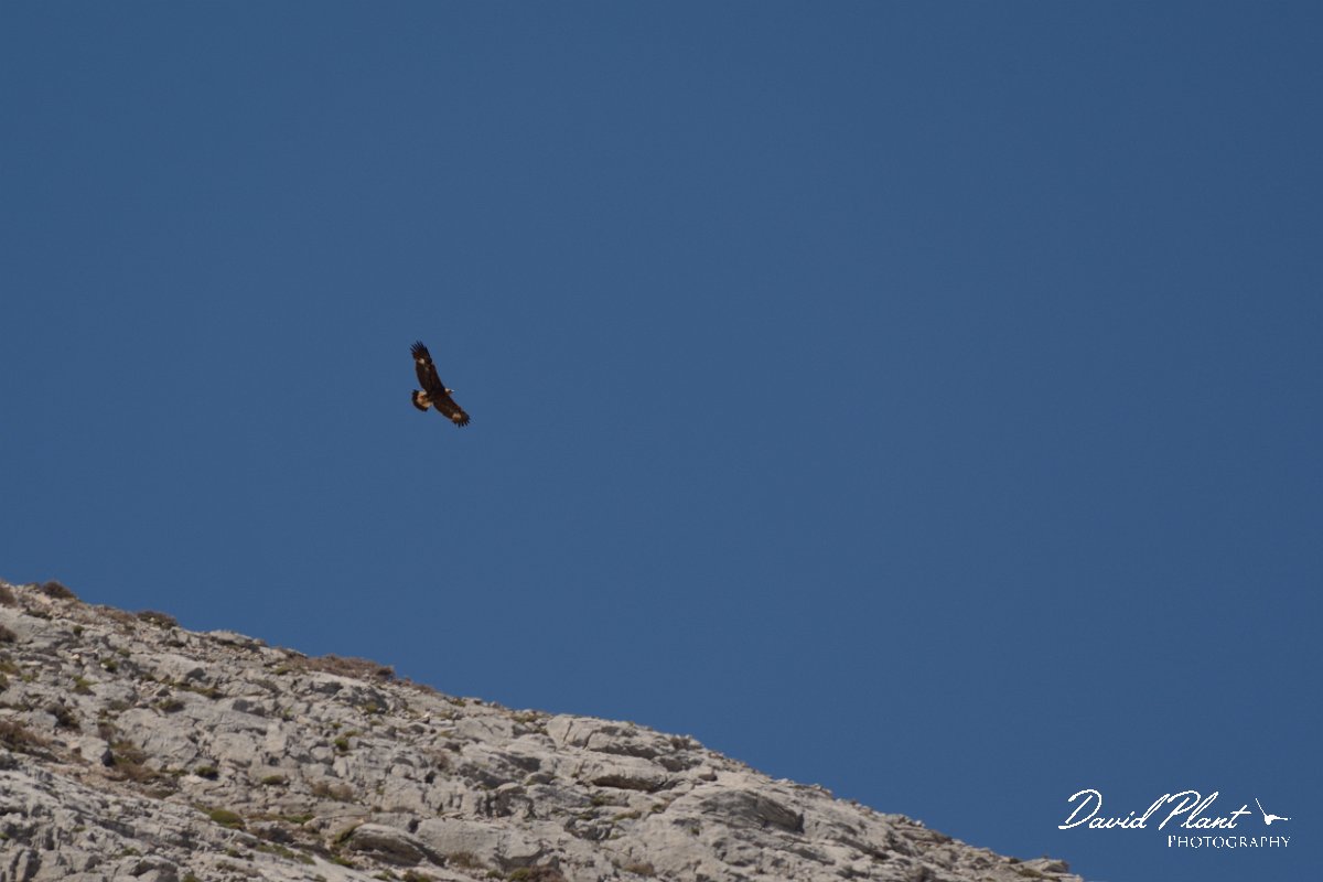 David Plant Photography - Wildlife Photography - Golden eagle - A.jpg - Golden eagle - Idaean cave, Crete