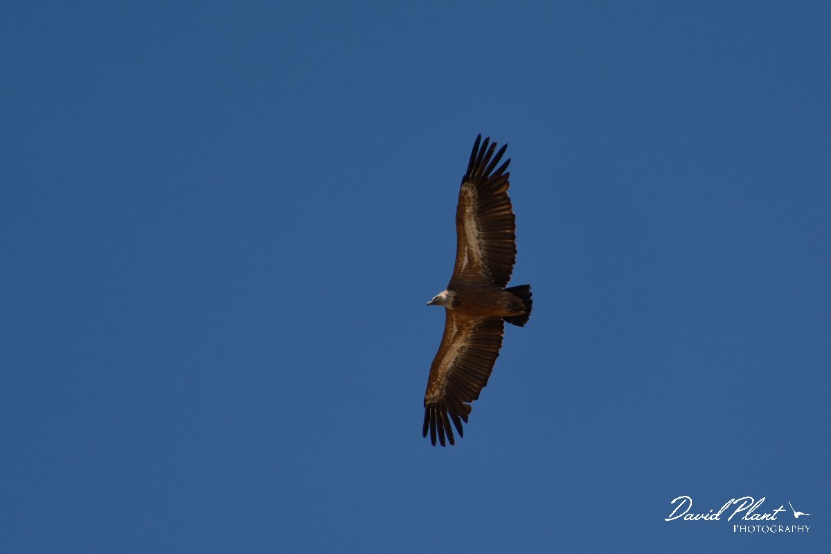 David Plant Photography - Wildlife Photography - Griffon vulture - C.jpg - Griffon vulture - Agios Dikeos, Crete