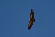 David Plant Photography - Wildlife Photography - Griffon vulture - C