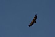 David Plant Photography - Wildlife Photography - Griffon vulture - D