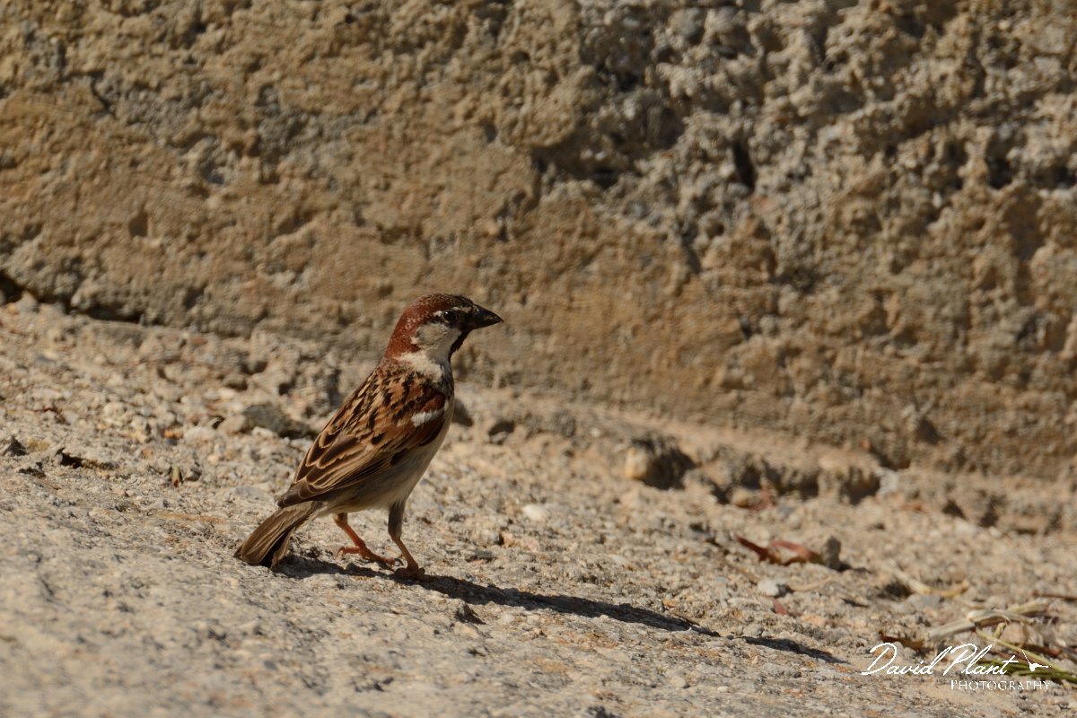 David Plant Photography - Wildlife Photography - Italian sparrow - A.jpg - Italian sparrow male - Agia Lake, Crete