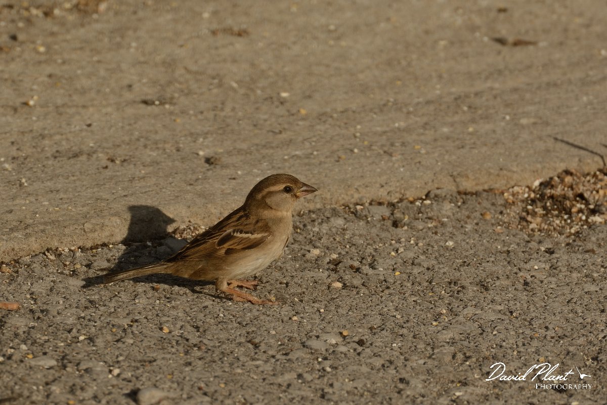 David Plant Photography - Wildlife Photography - Italian sparrow - C.jpg - Italian sparrow female - Rethymno, Crete