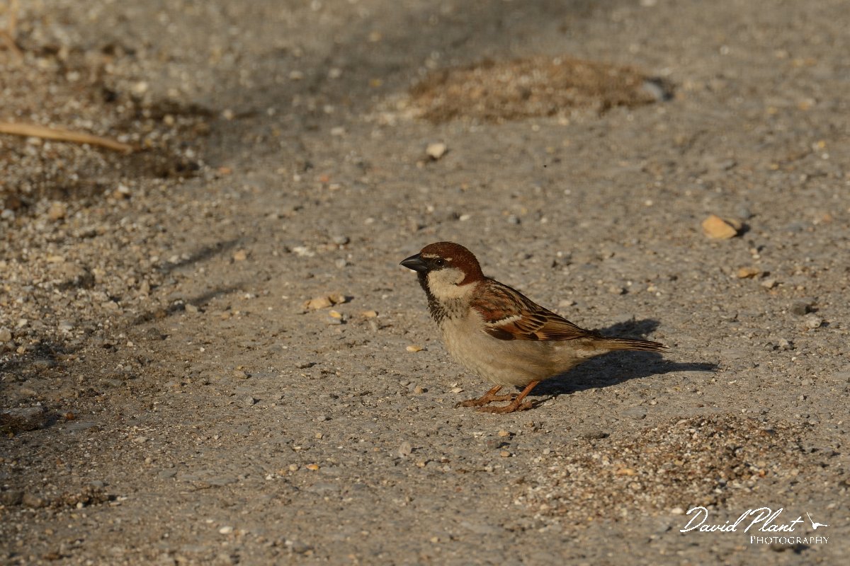 David Plant Photography - Wildlife Photography - Italian sparrow - D.jpg - Italian sparrow male - Rethymno, Crete