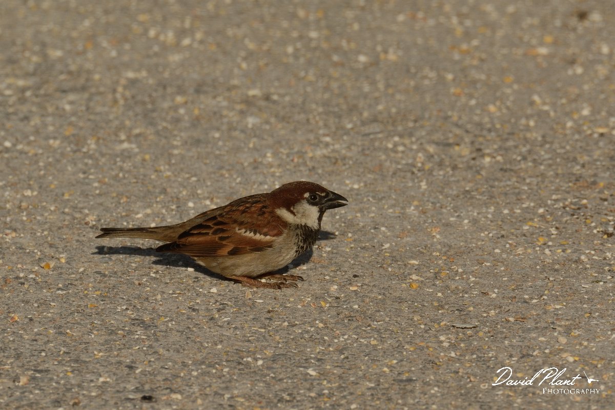 David Plant Photography - Wildlife Photography - Italian sparrow - E.jpg - Italian sparrow male - Rethymno, Crete