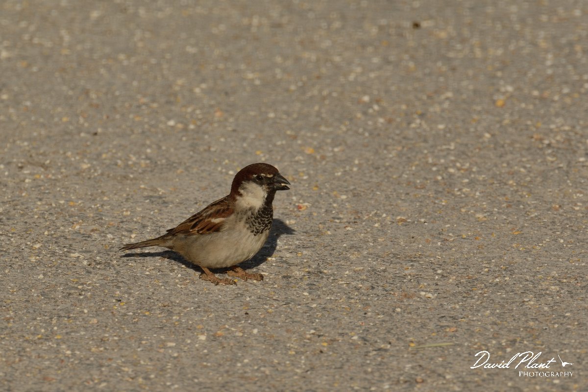 David Plant Photography - Wildlife Photography - Italian sparrow - F.jpg - Italian sparrow male - Rethymno, Crete