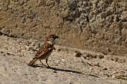 David Plant Photography - Wildlife Photography - Italian sparrow - A