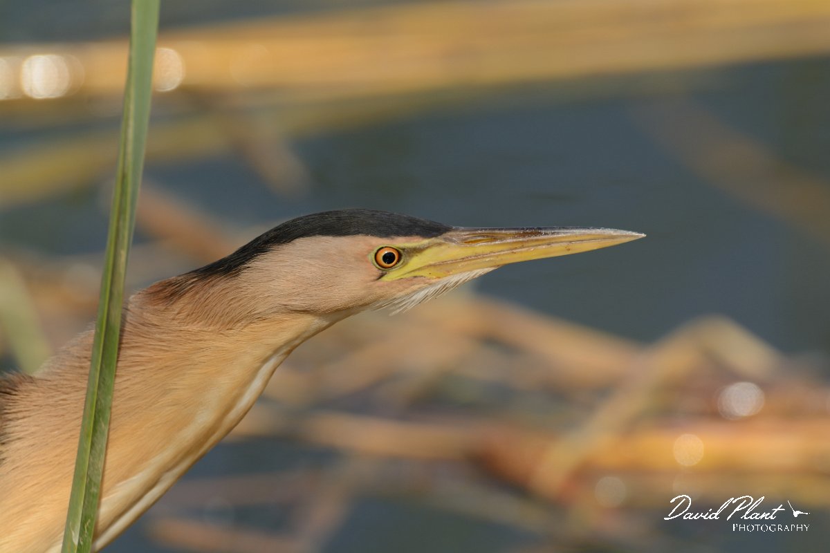 David Plant Photography - Wildlife Photography - Little bittern - C.jpg - Little bittern head - Agia Lake, Crete