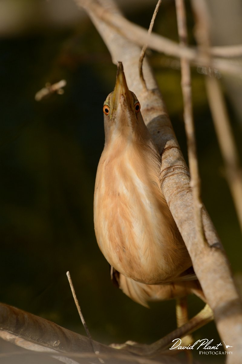 David Plant Photography - Wildlife Photography - Little bittern - E.jpg - Little bittern - Lake Kournas, Crete