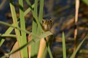 David Plant Photography - Wildlife Photography - Little bittern - A