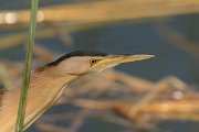 David Plant Photography - Wildlife Photography - Little bittern - C
