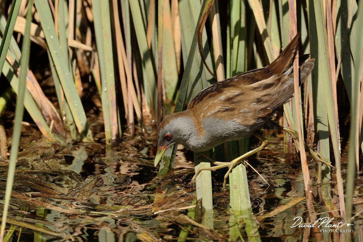 David Plant Photography - Wildlife Photography - Little crake - A.jpg - Little crake male - Agia lake, Crete