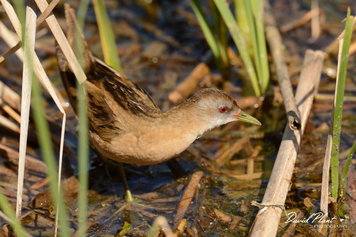 David Plant Photography - Wildlife Photography - Little crake - B.jpg - Little crake female - Agia lake, Crete