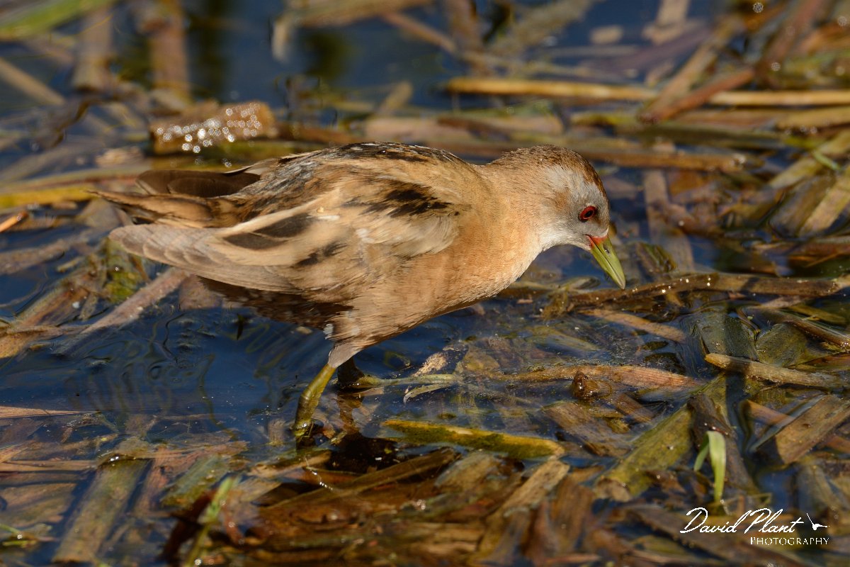 David Plant Photography - Wildlife Photography - Little crake - D.jpg - Little crake female - Agia lake, Crete