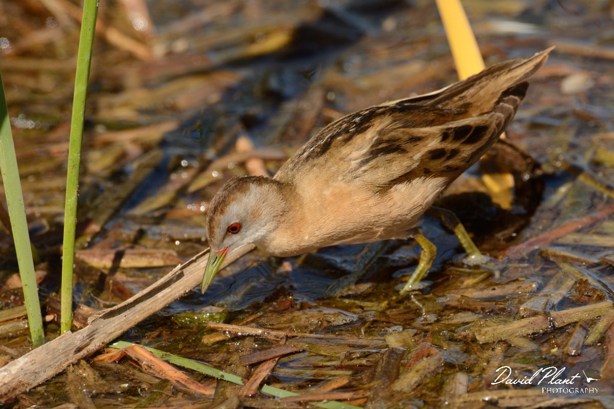 David Plant Photography - Wildlife Photography - Little crake - E.jpg - Little crake female - Agia lake, Crete