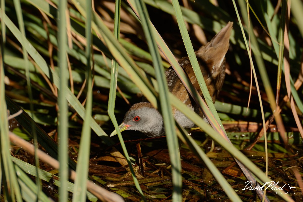 David Plant Photography - Wildlife Photography - Little crake - F.jpg - Little crake male - Agia lake, Crete
