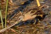 David Plant Photography - Wildlife Photography - Little crake - E