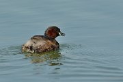 David Plant Photography - Wildlife Photography - Little grebe - A