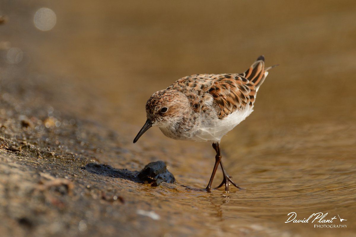 David Plant Photography - Wildlife Photography - Little stint - A.jpg - Little stint - Agia lake, Crete