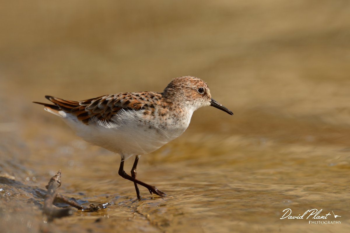 David Plant Photography - Wildlife Photography - Little stint - C.jpg - Little stint - Agia lake, Crete
