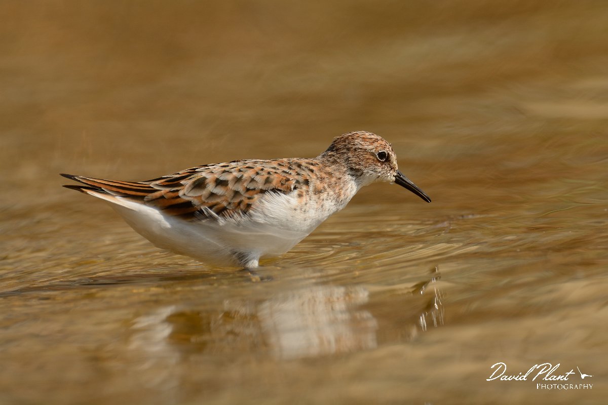 David Plant Photography - Wildlife Photography - Little stint - D.jpg - Little stint - Agia lake, Crete