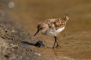 David Plant Photography - Wildlife Photography - Little stint - A