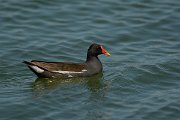 David Plant Photography - Wildlife Photography - Moorhen - A