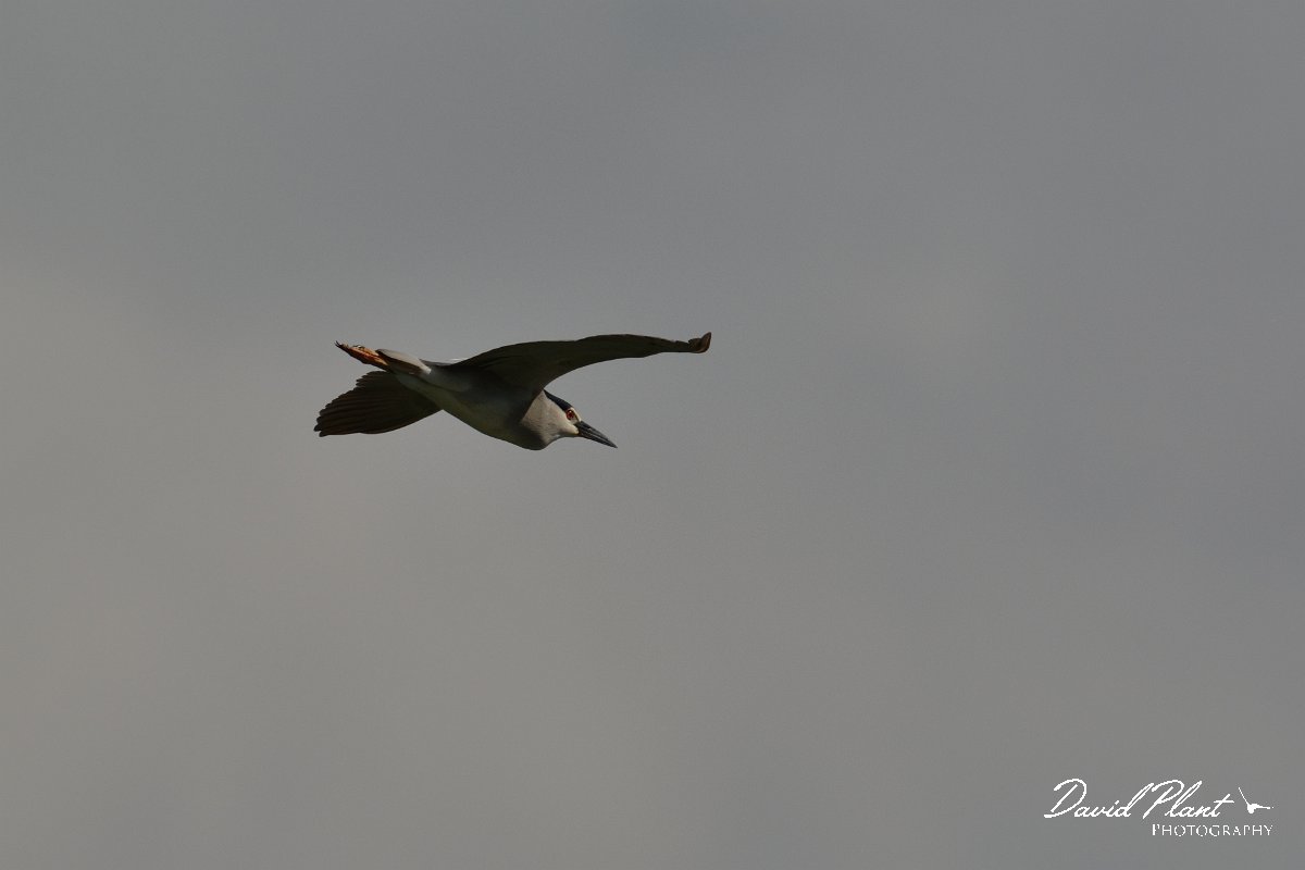 David Plant Photography - Wildlife Photography - Nightheron - A.jpg - Night heron - Agia lake, Crete