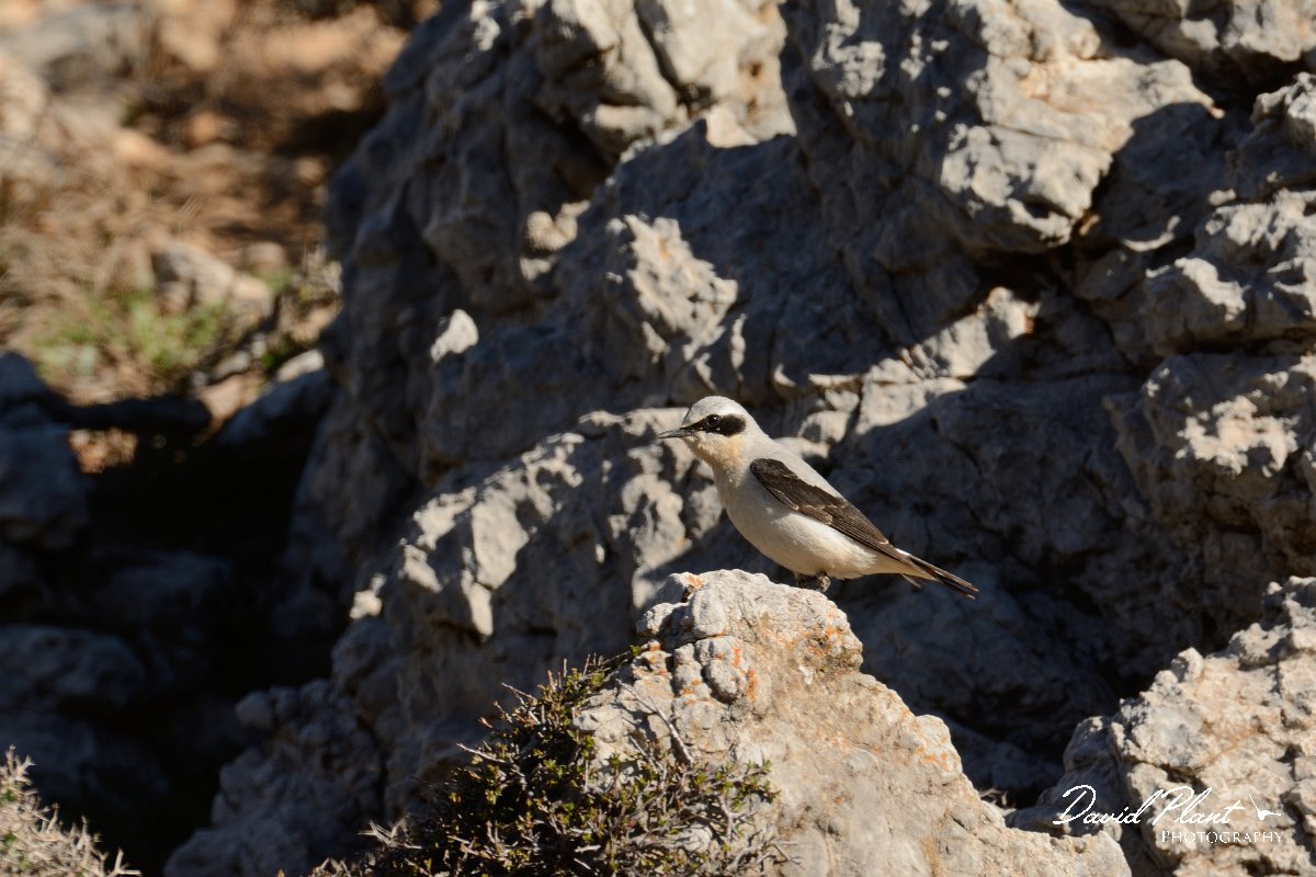 David Plant Photography - Wildlife Photography - Northern wheatear - C.jpg - Northern wheatear male - Nidha Plateau, Crete