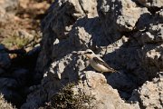 David Plant Photography - Wildlife Photography - Northern wheatear - C