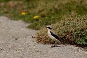 David Plant Photography - Wildlife Photography - Northern wheatear - D