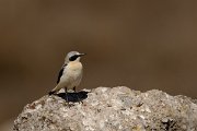 David Plant Photography - Wildlife Photography - Northern wheatear - E