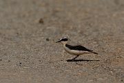 David Plant Photography - Wildlife Photography - Northern wheatear - F