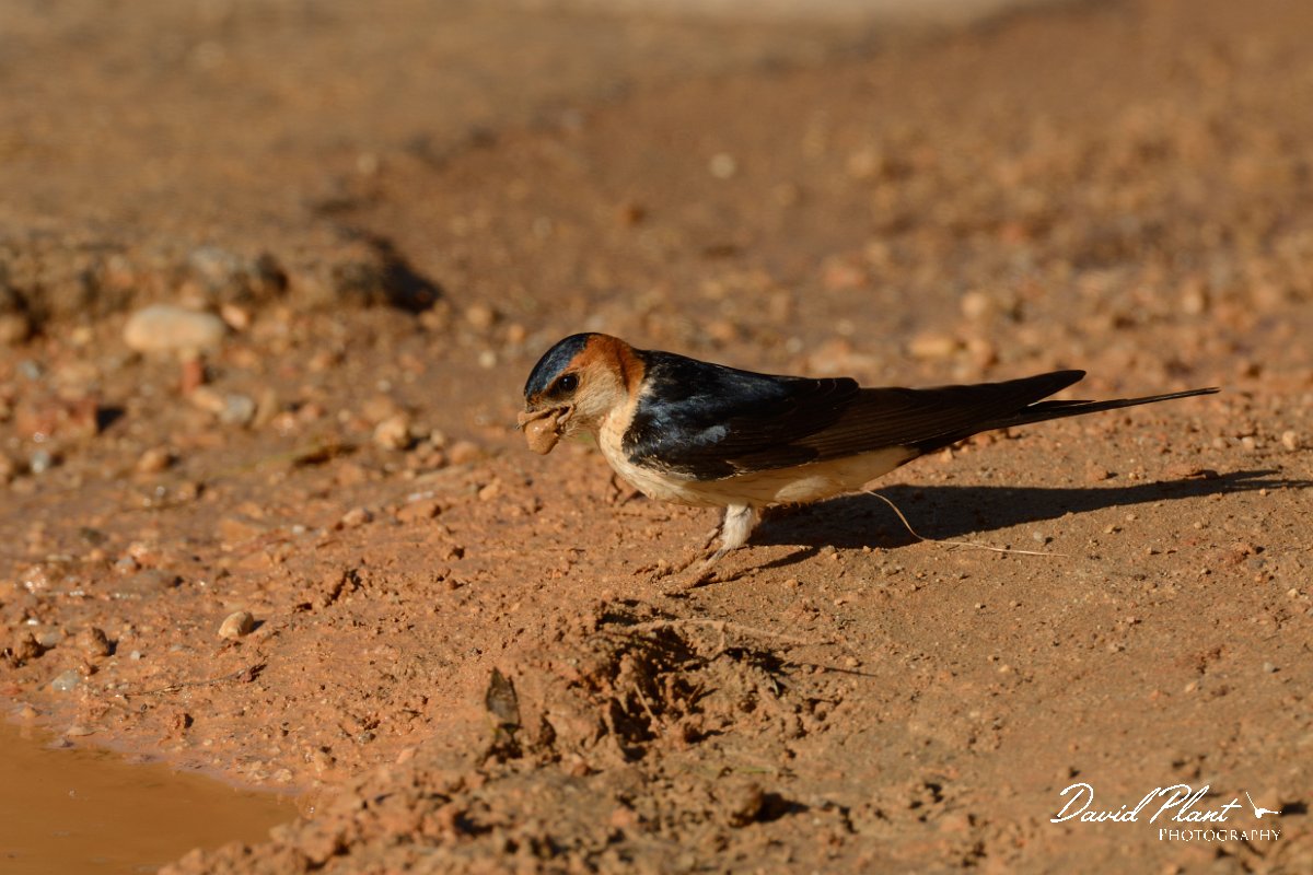 David Plant Photography - Wildlife Photography - Red-rumped swallow - A.jpg - Red-rumped swallow - Vamos, Crete