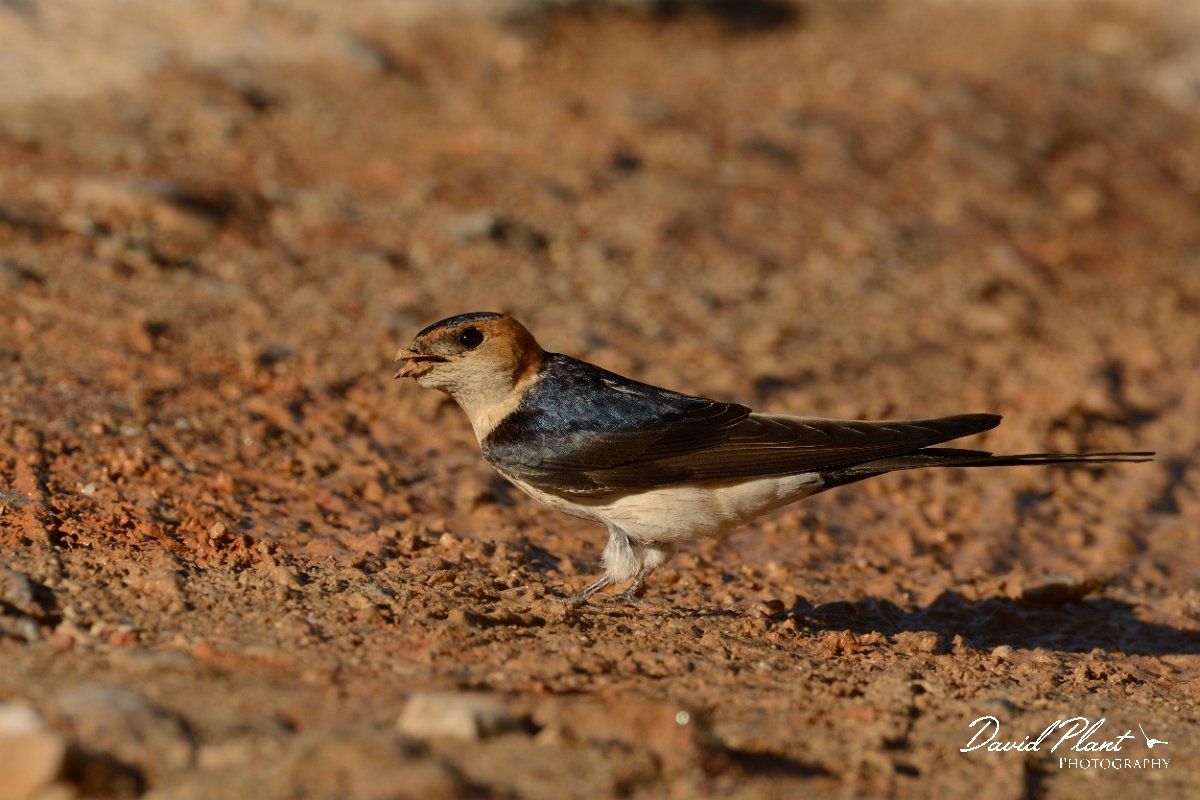David Plant Photography - Wildlife Photography - Red-rumped swallow - B.jpg - Red-rumped swallow - Vamos, Crete