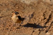 David Plant Photography - Wildlife Photography - Red-rumped swallow - C