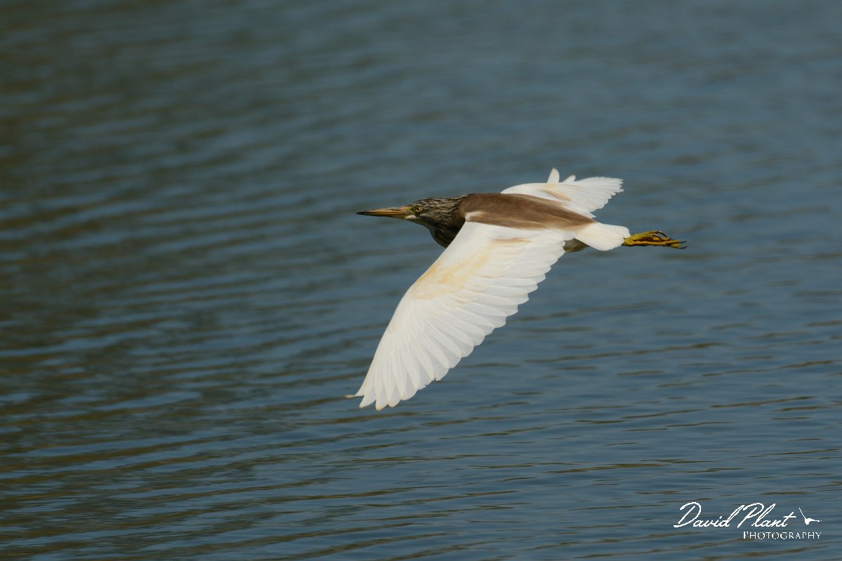 David Plant Photography - Wildlife Photography - Squacco heron - A.jpg - Squacco heron - Agia lake, Crete