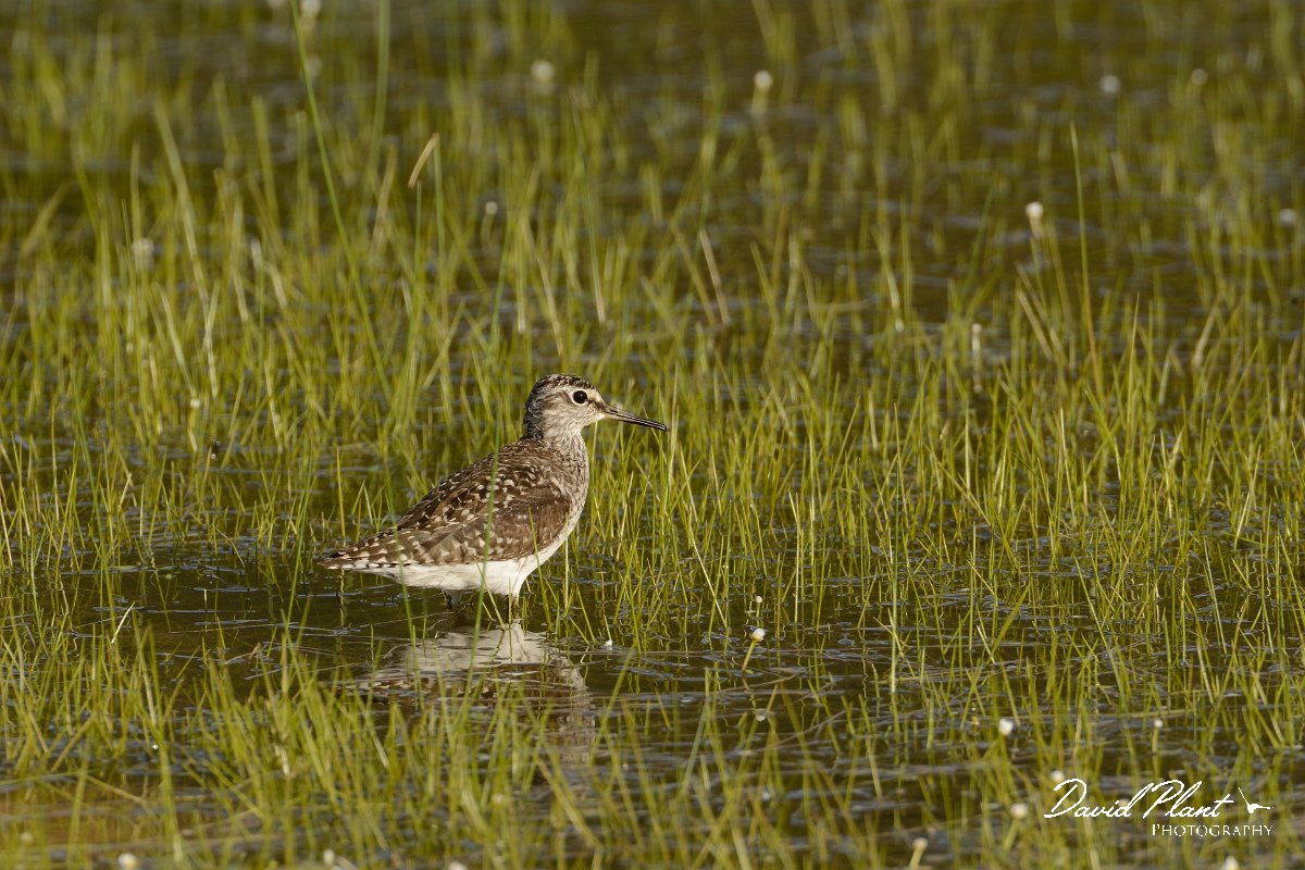 David Plant Photography - Wildlife Photography - Wood sandpiper - A.jpg - Wood sandpiper - Omalos Plateau, Crete