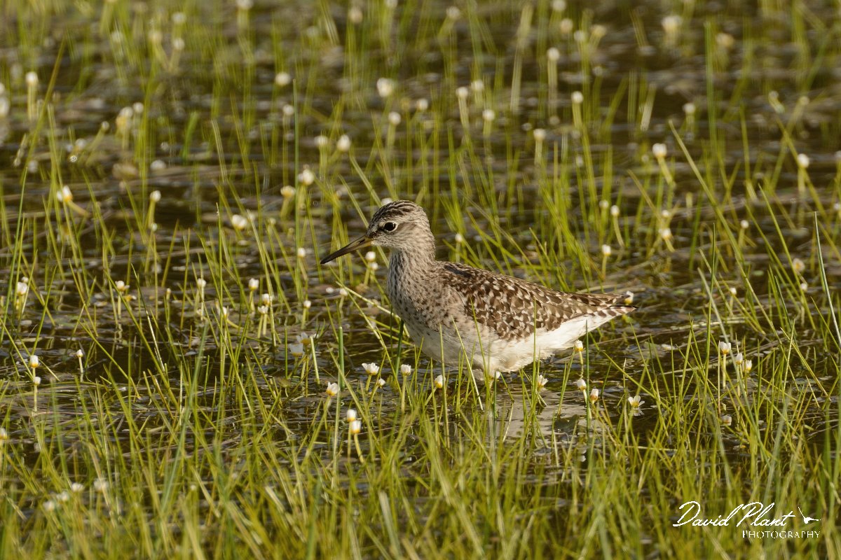 David Plant Photography - Wildlife Photography - Wood sandpiper - B.jpg - Wood sandpiper - Omalos Plateau, Crete