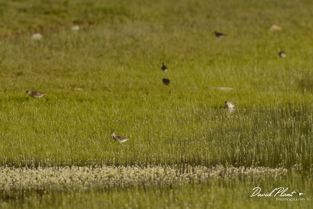 David Plant Photography - Wildlife Photography - Wood sandpiper - E.jpg - Wood sandpiper - Omalos Plateau, Crete