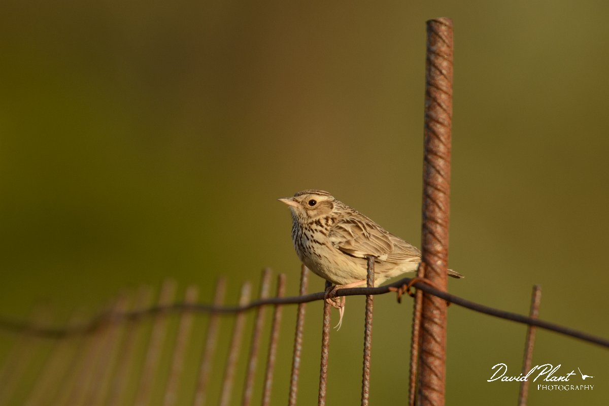 David Plant Photography - Wildlife Photography - Woodlark - A.jpg - Woodlark - Omalos Plateau, Crete