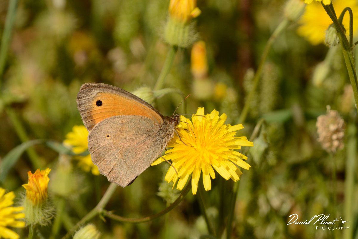 David Plant Photography - Wildlife Photography - Meadow brown - B.jpg - Meadow brown - Moni Preveli, Crete