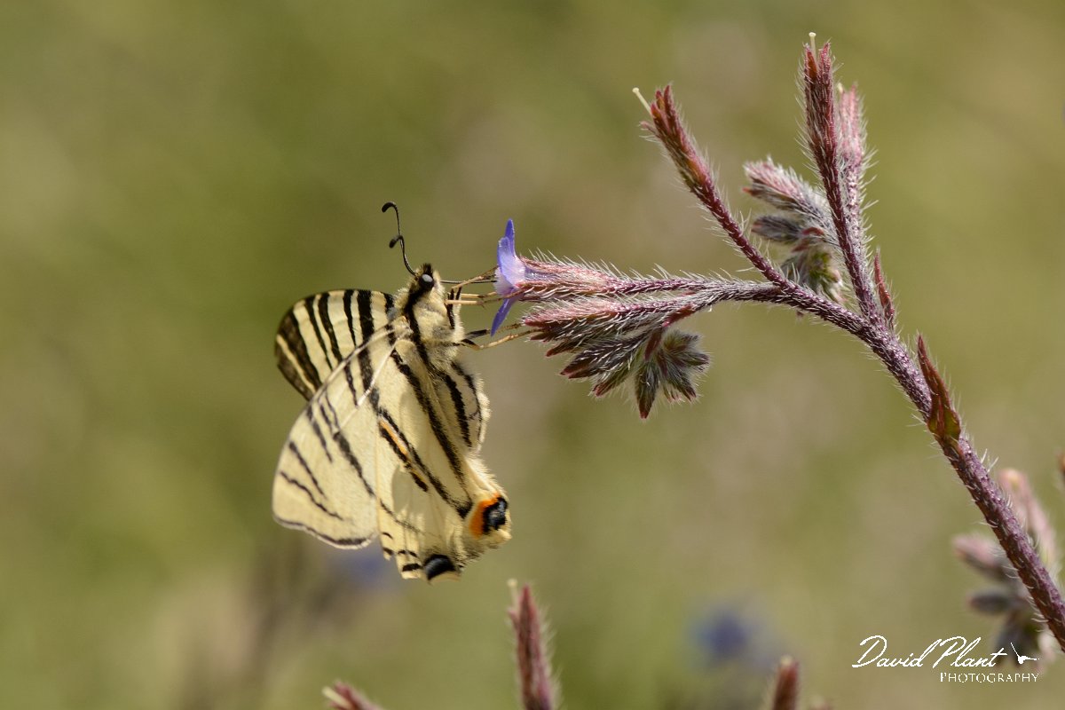 David Plant Photography - Wildlife Photography - Scarce swallowtail - A.jpg - Scarce swallowtail - Agia Triada, Crete
