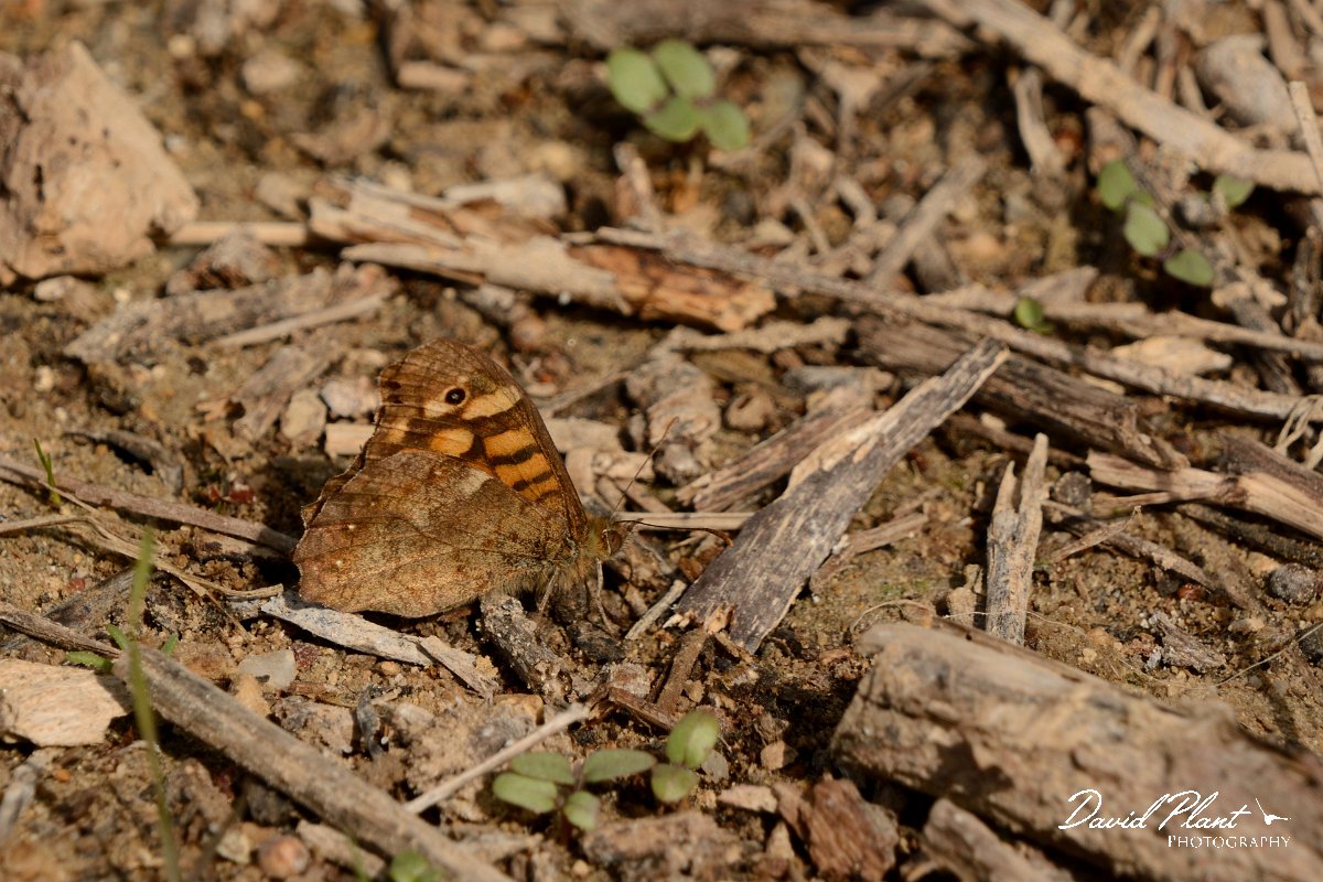 David Plant Photography - Wildlife Photography - Speckled wood - A.jpg - Speckled wood - Lake Kournas, Crete