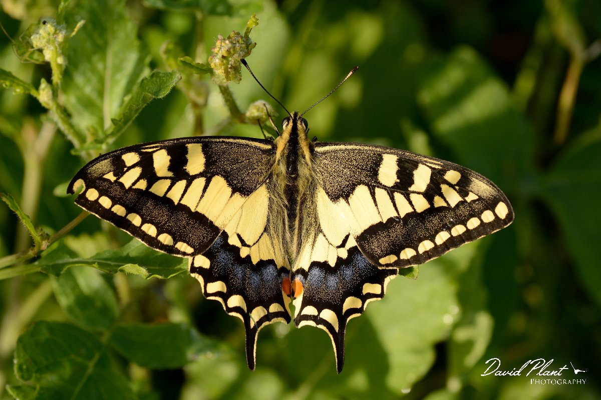 David Plant Photography - Wildlife Photography - Swallowtail - A.jpg - Swallowtail - Vamos, Crete