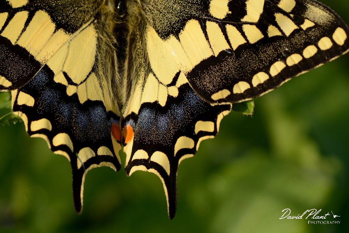 David Plant Photography - Wildlife Photography - Swallowtail - B.jpg - Swallowtail tail - Vamos, Crete