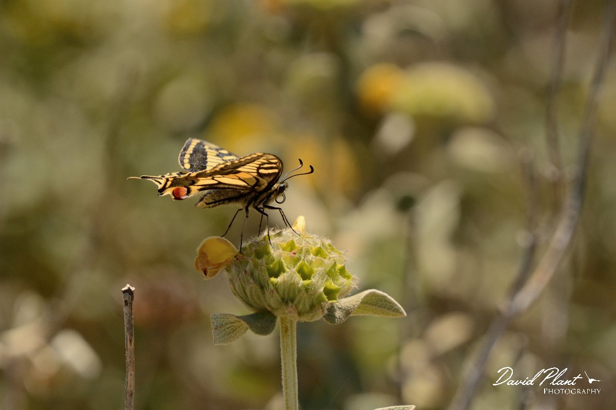 David Plant Photography - Wildlife Photography - Swallowtail - C.jpg - Swallowtail - Polyrinia, Crete