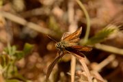 David Plant Photography - Wildlife Photography - Lulworth skipper - A