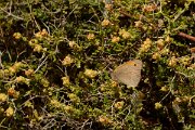 David Plant Photography - Wildlife Photography - Meadow brown - A